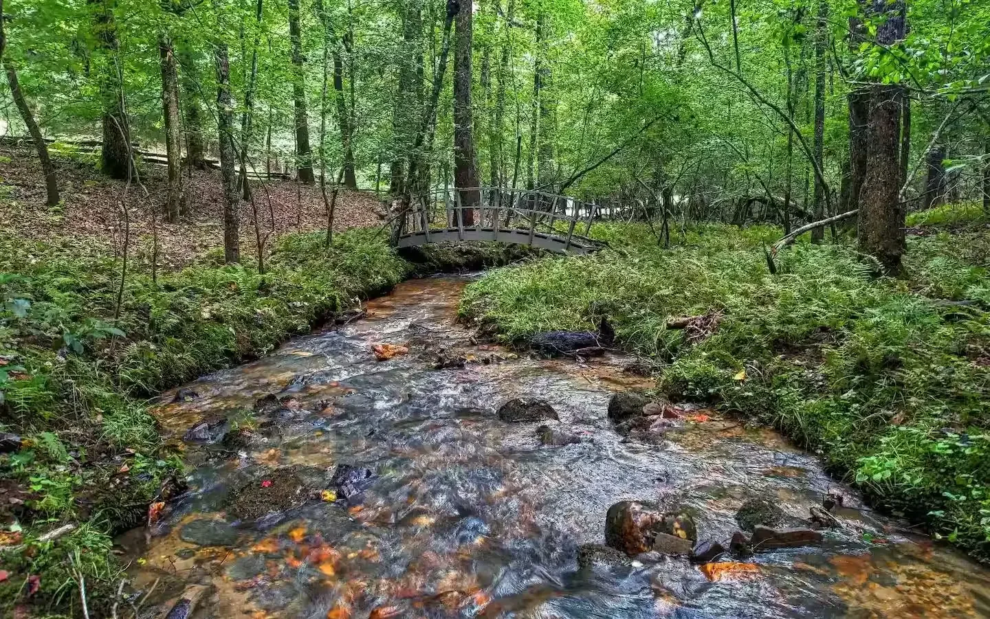Creek beside the cabin steps